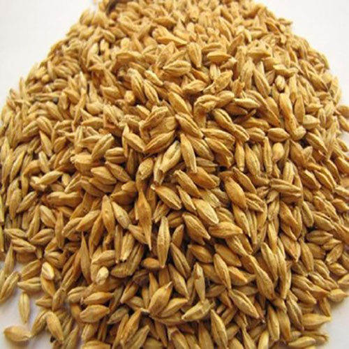 Barley-1.jpg