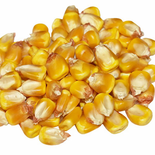 Corn.jpg