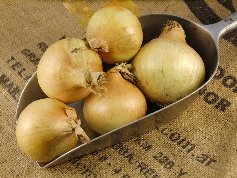 Onion-y.jpg
