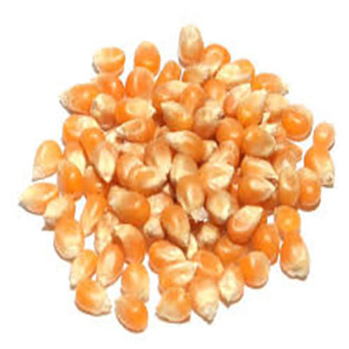 Popcorn-Kernel.jpg