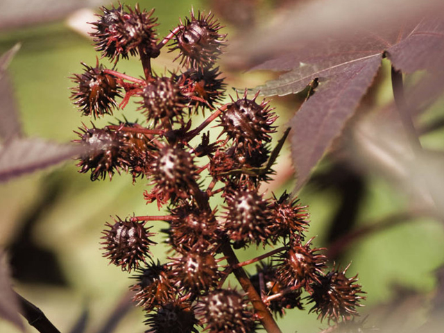 costorseeds.jpg