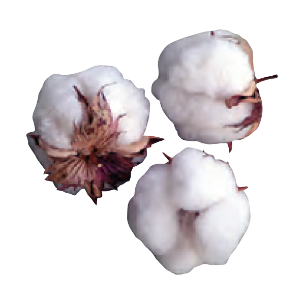 cotton-seed.jpg