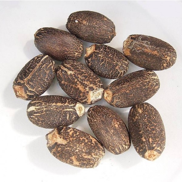 jatropha-seeds.jpg